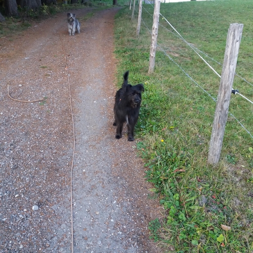 Hundetreffen 2018 im Allgäu (14)
